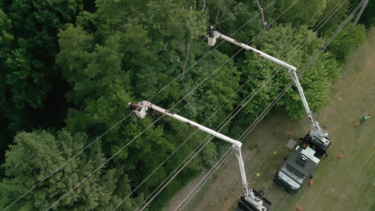 How Our Tree Care Process Works  in Nambe, NM